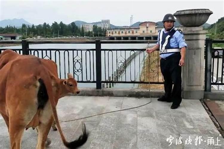 梦见牵着一头黄牛走着走着死了