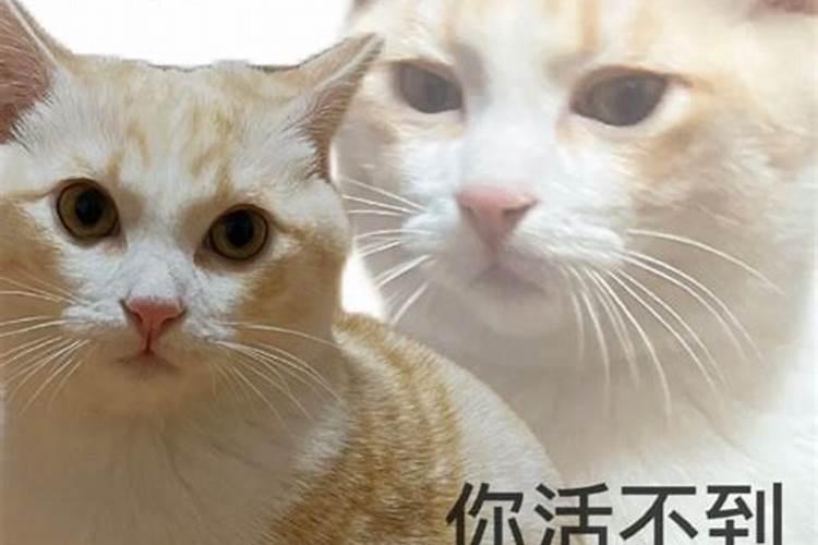 猫对运势有影响吗为什么