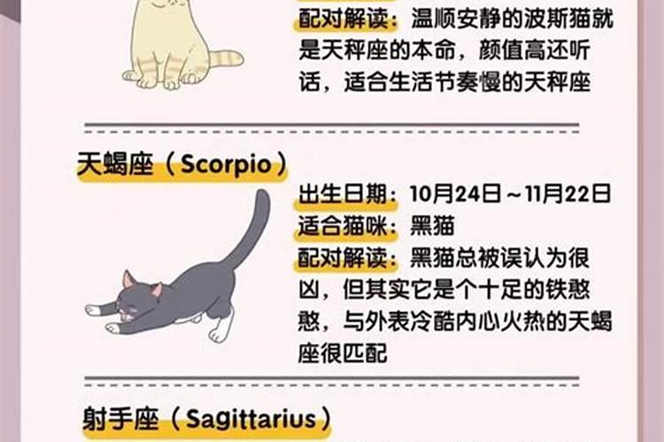 十二星座适合养什么动物猫