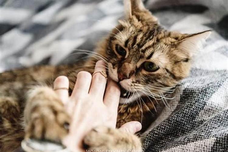 女人梦到被猫咬手出血好不好