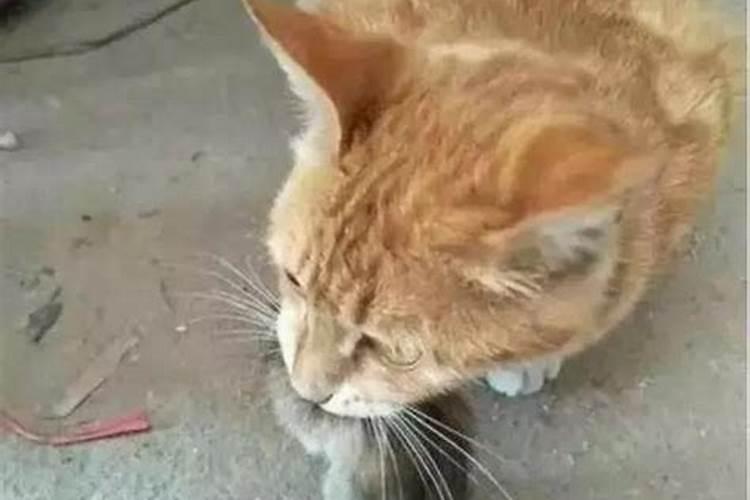 梦见自己家猫咬死老鼠