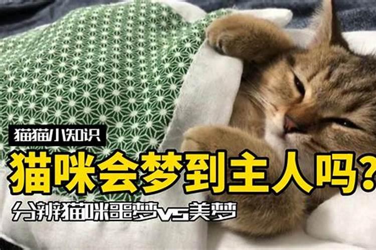 中午做梦梦见猫怎么回事