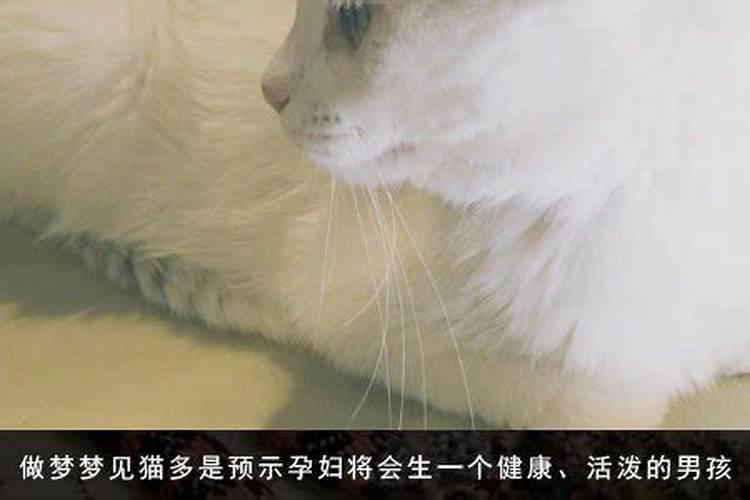 女人梦见白色猫是什么意思