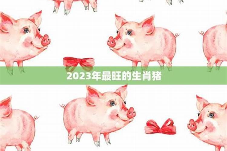 2023年属猪的全年运势怎么样