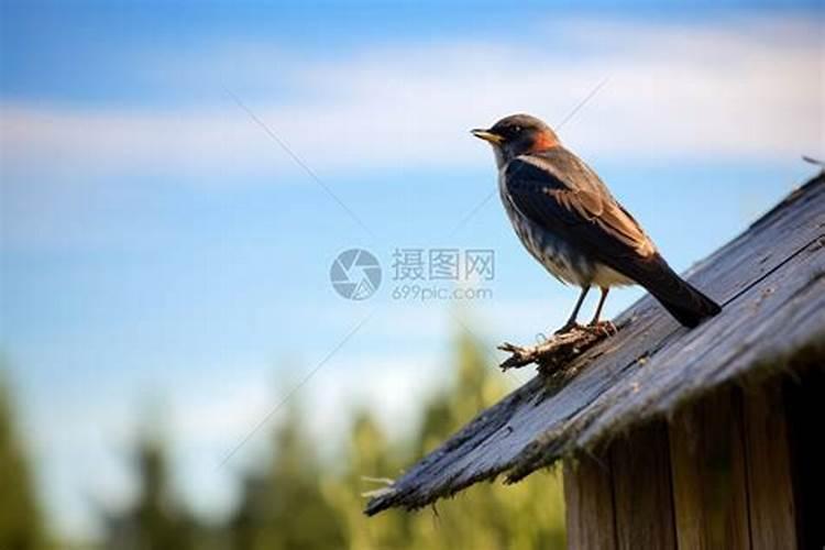 梦见鸟站在屋顶上