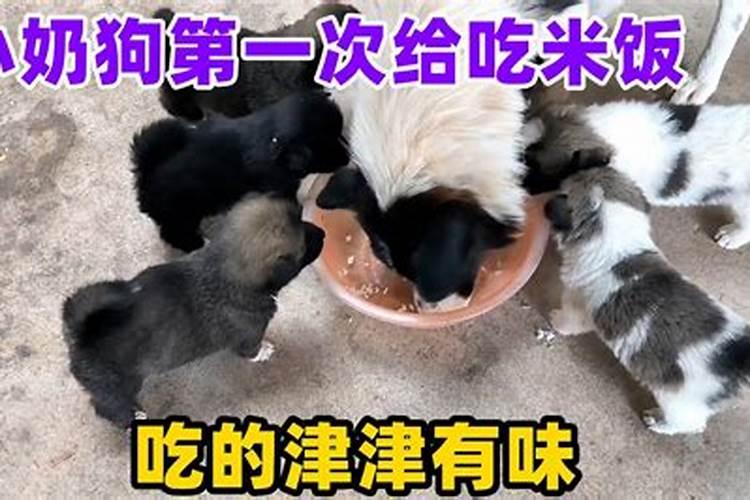 梦到狗狗吃我奶