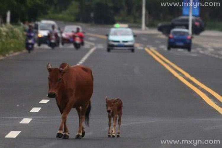 梦见野狗跟我回家