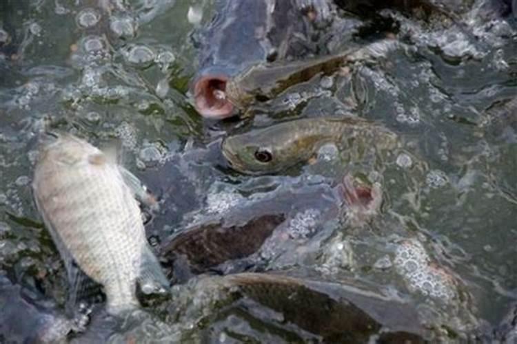 梦见河里死鱼多好不好