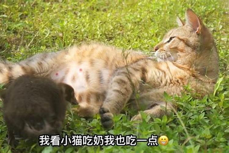 梦见我吃猫