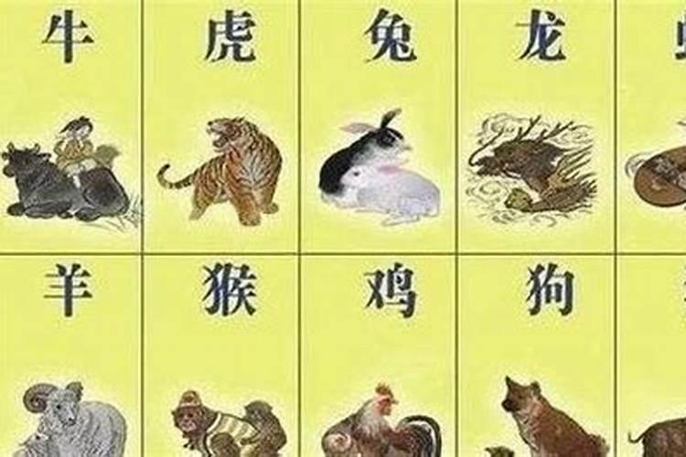 12生肖今天属什么生肖？