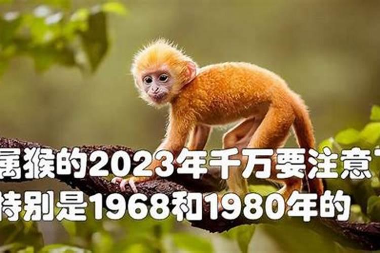 属猴的2022年有多大的灾难