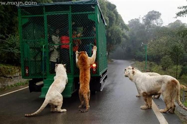 总是梦见猛兽猛禽,意味着什么预兆