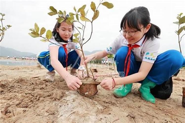 梦见在水边种树