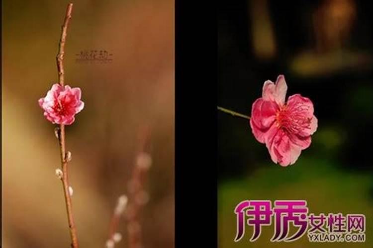 属虎的桃花劫是什么意思啊