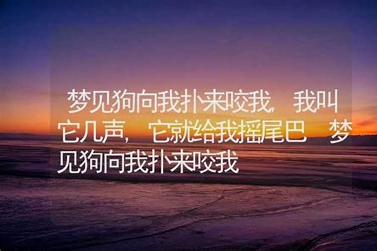 梦见狗狗很开心的向我扑来