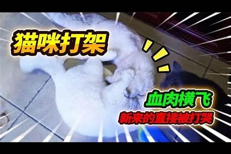 梦见两只猫互相撕咬