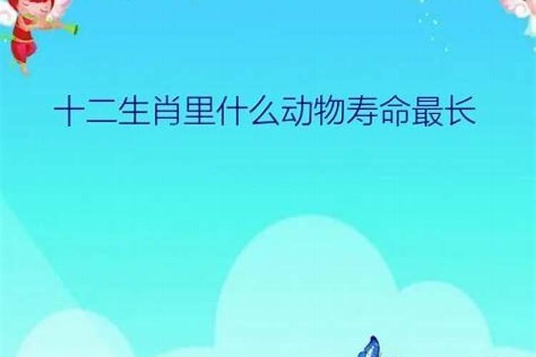 十二生肖什么肖最长寿