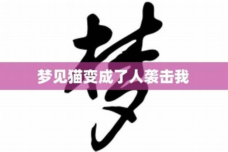 梦见猫变得很凶可怕攻击自己