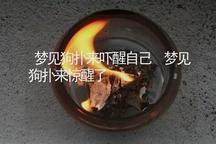 梦见狗把我扑倒是什么意思