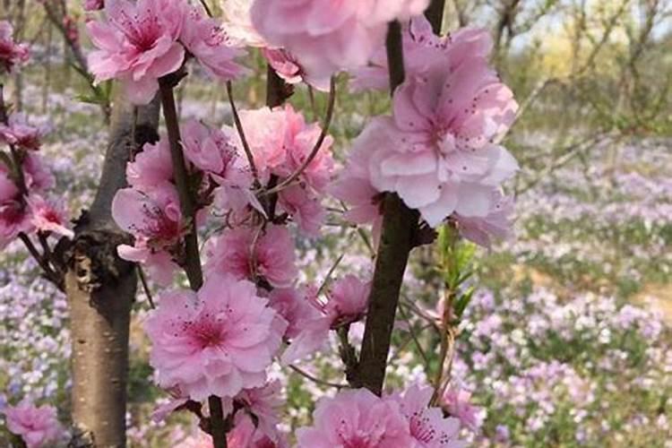 院子里种什么植物风水好又旺财院子里栽桃树好吗