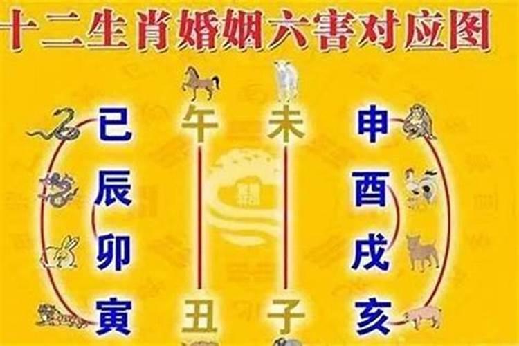 属猪人结婚当天防哪些属相