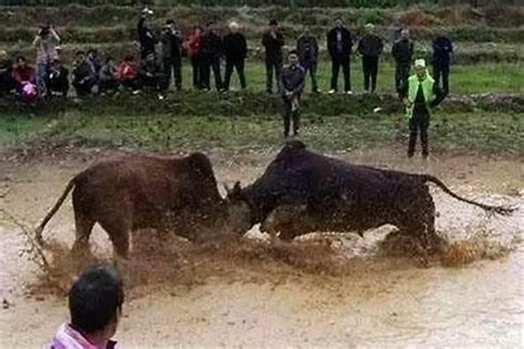 女人梦见两头牛打架预示着什么预兆