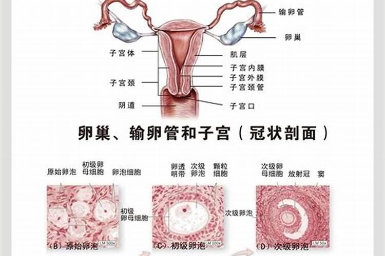 1986年属虎几月出生好命女