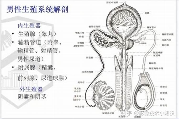 怀孕的人梦见男人的生直器好吗