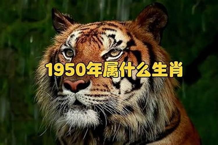 1950年的人是属什么生肖的