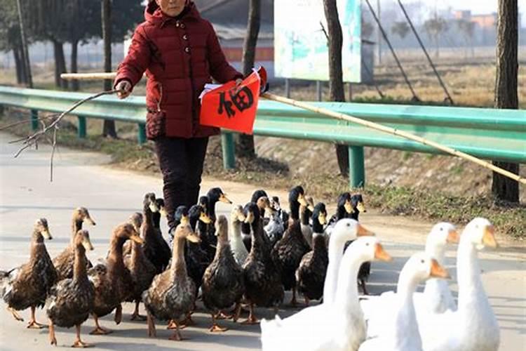 梦见别人赶着一群鸭子在路上走什么意思