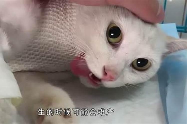 梦里梦见猫生小猫难产