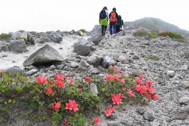 梦见几个女人一起上山