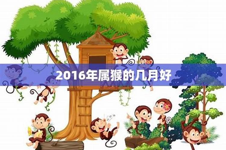 2016年属猴生在几月好