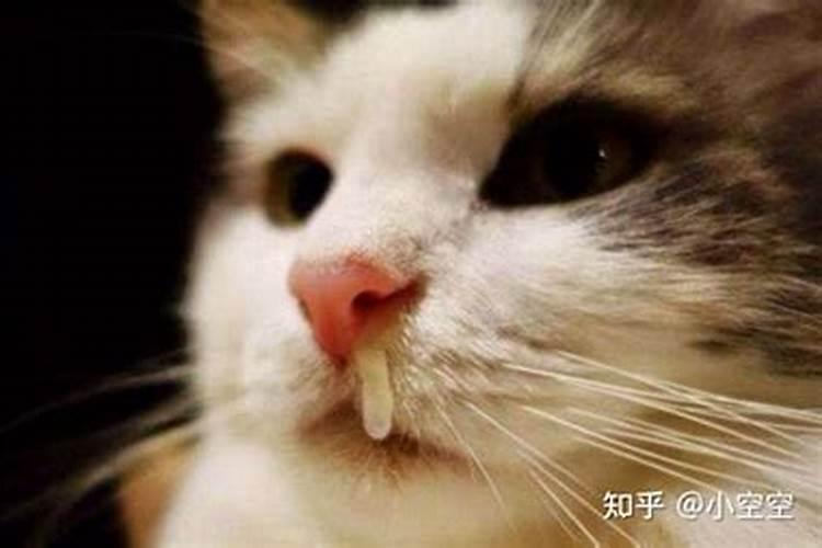 做梦梦见猫猫生病了