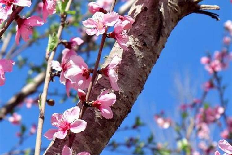 怎样避免招烂桃花