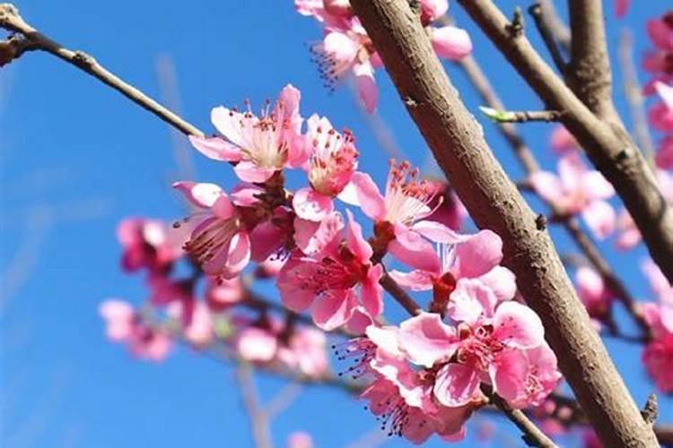 怎样避免招烂桃花