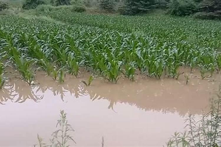 梦见洪水把地都淹没了