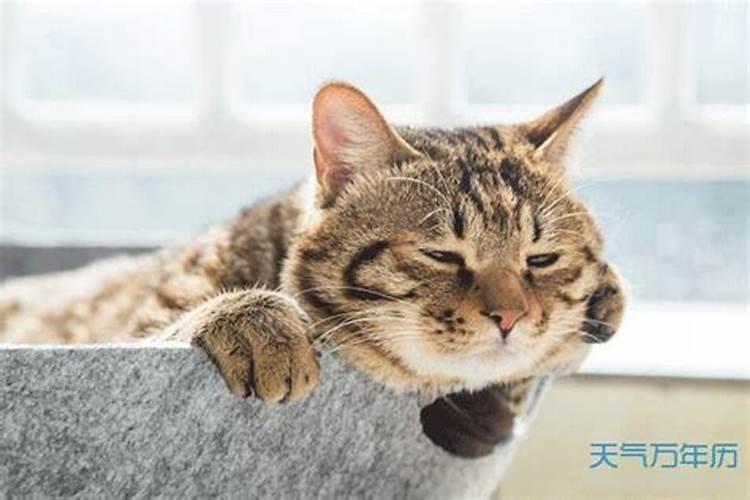 梦见猫得病死了