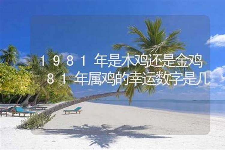 81年属鸡的吉祥数字是什么