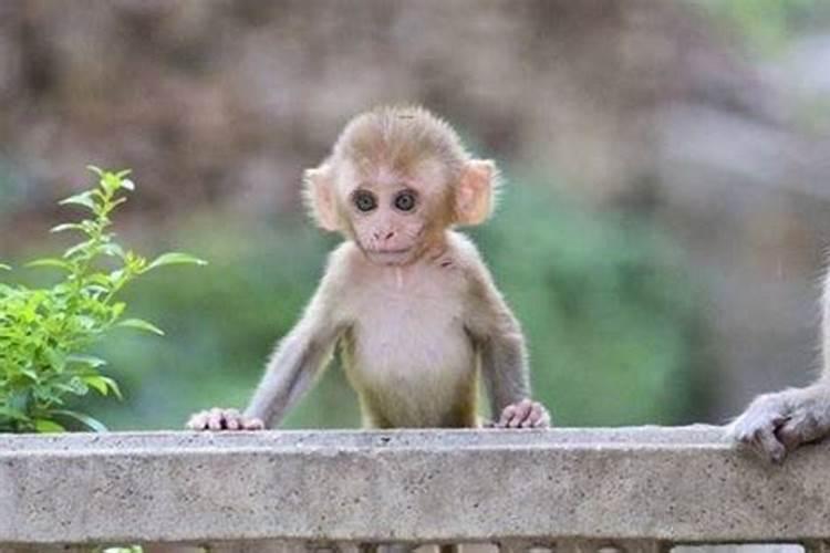 属猴人今日运势怎样呢男