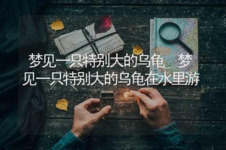 梦到一只乌龟在水里游