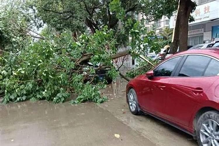 梦见刮大风下大雨树都被刮断