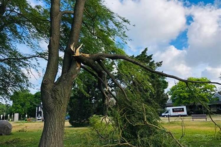 梦见刮大风下大雨树都被刮断