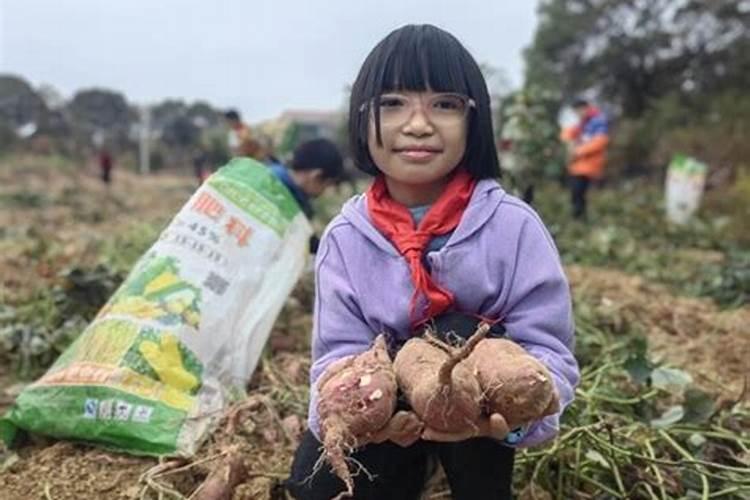 梦见偷挖地瓜