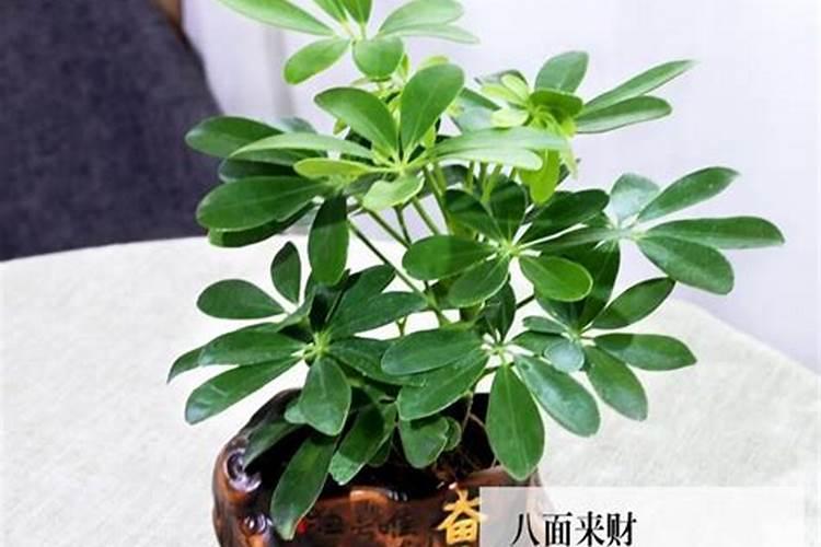 属虎养什么植物运气好虎耳草