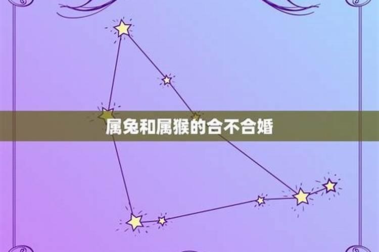 猴和兔合不合得来