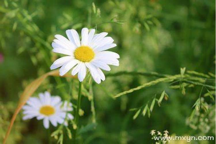 春节端午节七夕节的来历喝黄雄酒挂菖蒲放鞭炮的原因