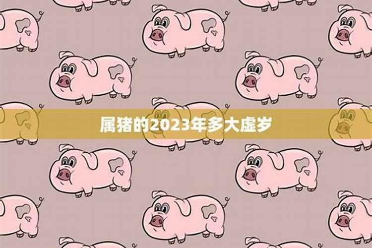 属猪2023哪个颜色最旺财