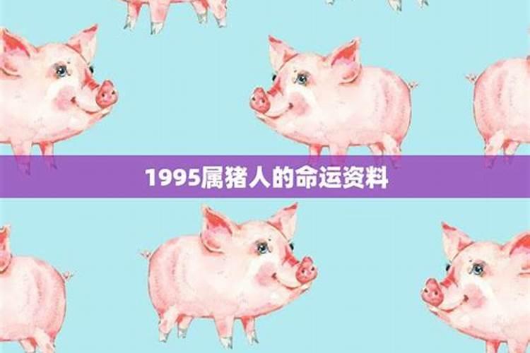 1995属猪男命运和婚姻如何