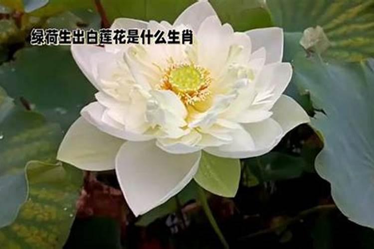 12生肖绿荷生出白莲花